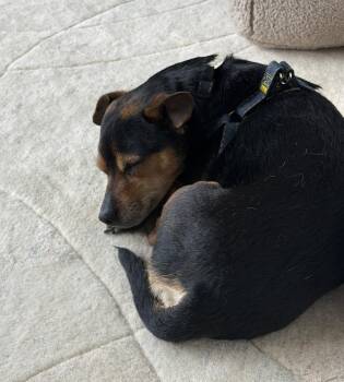 Mixed Breed Dogs Available for Adoption in Seattle, Washington - Barney | PetCurious