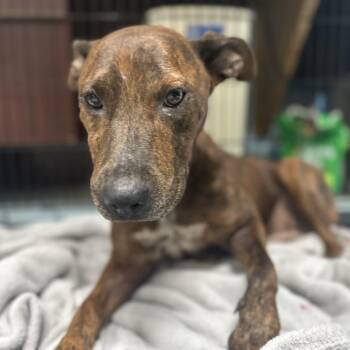 Mixed Breed Dogs Available for Adoption - Scarlet | PetCurious