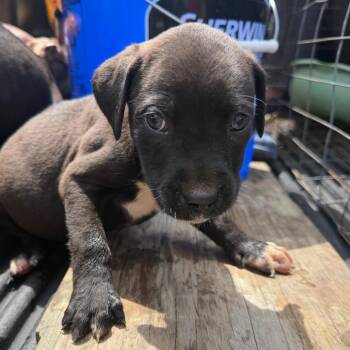 Black Labrador Retriever Dogs Available for Adoption in Marshall, Texas - MPAC-Stray-3344_2 | PetCurious