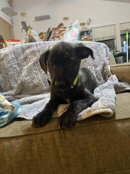 Shepherd Dogs Available for Adoption in Rocklin, California - Hurley | PetCurious