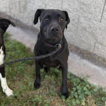 American Staffordshire Terrier Dogs Available for Adoption in Turlock, California - Charlotte | PetCurious