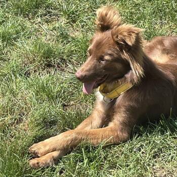 Tucker -  Australian Shepherd Dog for Adoption - Tucker | PetCurious