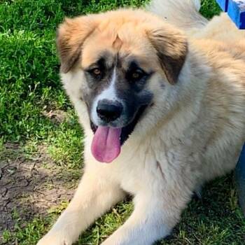 Saint Bernard and Husky Dogs Available for Adoption in Rushville, Illinois - Griffin | PetCurious