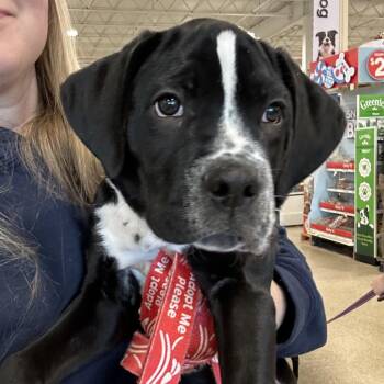 Dalmatian and Pit Bull Terrier Dogs Available for Adoption - Stevie | PetCurious