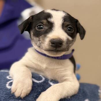 Kyle "KJ" Jackson D11355 -  Terrier and Chihuahua Dog for Adoption - Kyle "KJ" Jackson D11355 | PetCurious