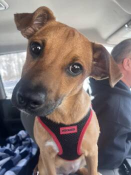 Mountain Cur Dogs Available for Adoption - Amy | PetCurious