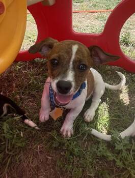 Chihuahua and Jack Russell Terrier Dogs Available for Adoption - Chief | PetCurious