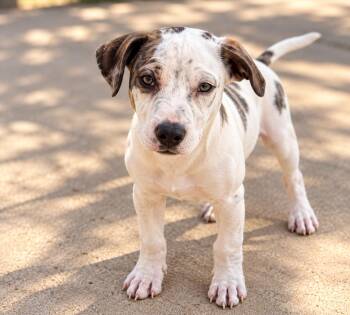 Boojo -  Terrier and Australian Cattle Dog Blue Heeler Dog for Adoption in Skyline, Minnesota - Boojo | PetCurious