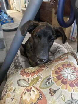 Hound and Labrador Retriever Dogs Available for Adoption in Colorado Springs, Colorado - Chauncey | PetCurious