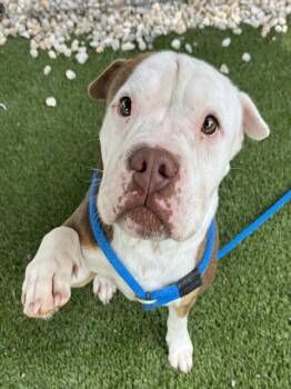 TINKERBELL -  Mixed Breed Dog for Adoption in Newton, North Carolina - TINKERBELL | PetCurious