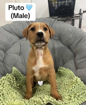 Labrador Retriever and Boxer Dogs Available for Adoption in Crystal Lake, Illinois - Pluto | PetCurious