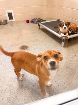 Black Mouth Cur and Hound Dogs Available for Adoption in Burnsville, North Carolina - Zazu | PetCurious