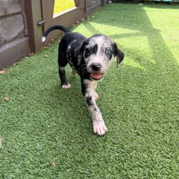 Ace 5918 -  Mixed Breed Dog for Adoption in Loxahatchee Groves, Florida - Ace 5918 | PetCurious