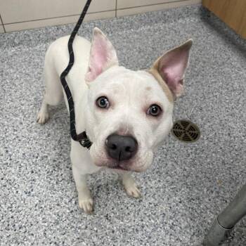 Nala Faye -  Pit Bull Terrier Dog for Adoption in Chicago, Illinois - Nala Faye | PetCurious