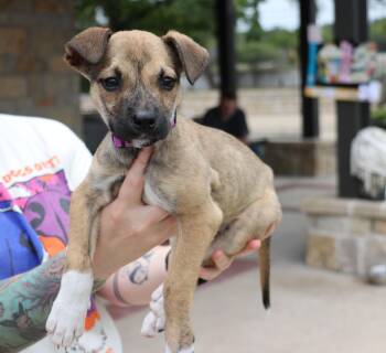 Mustang -  Terrier Dog for Adoption in Pflugerville, Texas - Mustang | PetCurious