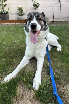 Shepherd Dogs Available for Adoption in Mesa, Arizona - Ridge | PetCurious