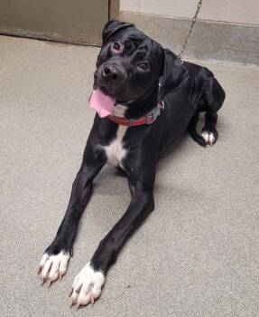 Boxer Dogs Available for Adoption in Hopkinsville, Kentucky - Daniel | PetCurious