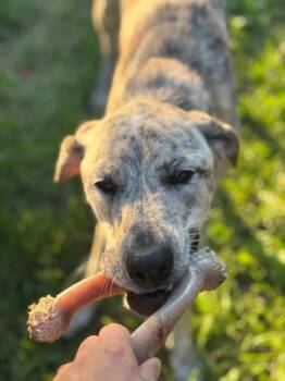 Jackalope -  Mixed Breed Dog for Adoption in Fort Collins, Colorado - Jackalope | PetCurious