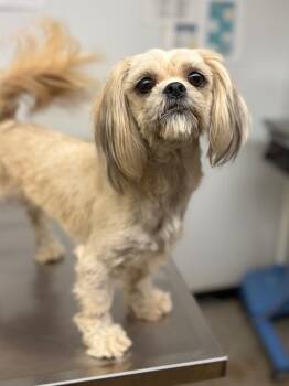 Betty -  Shih Tzu and Mixed Breed Dog for Adoption in Lockhart, Texas - Betty | PetCurious