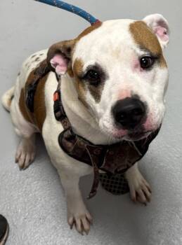 Rescue Boxer and Mixed Breed Dogs for Adoption in Cumming, Georgia - Marsha 1763-25 | PetCurious