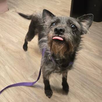Schnauzer Dogs Available for Adoption - Mrs. Potts | PetCurious