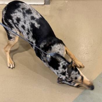 Paisley -  Mixed Breed Dog for Adoption in Winston-salem, North Carolina - Paisley | PetCurious