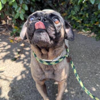 Stanley -  Pug and Mixed Breed Dog for Adoption in Goleta, California - Stanley | PetCurious