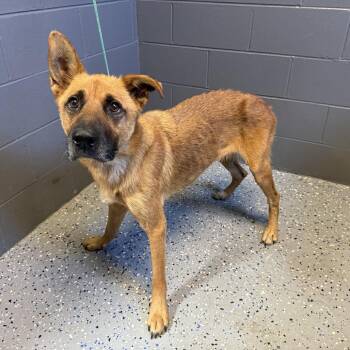 TUSC-Stray-84964 -  Shepherd and Mixed Breed Dog for Adoption in Tuscaloosa, Alabama - TUSC-Stray-84964 | PetCurious