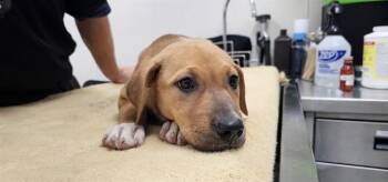 GRACE, DEVOURER OF DRYWALL -  Pit Bull Terrier and Mixed Breed Dog for Adoption in Rowlett, Texas - GRACE, DEVOURER OF DRYWALL | PetCurious