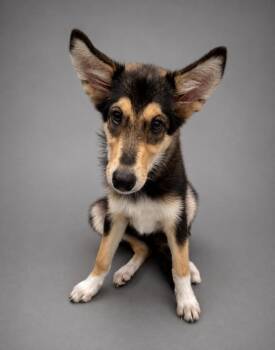 Wisp -  Shepherd and Mixed Breed Dog for Adoption in Hardeeville, South Carolina - Wisp | PetCurious