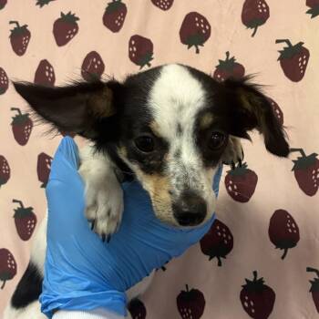 Big Sis -  Chihuahua Dog for Adoption in San Antonio, Texas - Big Sis | PetCurious