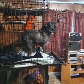 Shih Tzu and Terrier Dogs Available for Adoption - Rambo | PetCurious