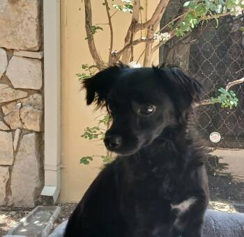 Chloe Kae -  Poodle and Cavalier King Charles Spaniel Dog for Adoption in Fort Worth, Texas - Chloe Kae | PetCurious