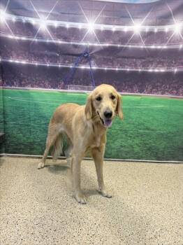 ELISABETH -  Golden Retriever Dog for Adoption in Doral, Florida - ELISABETH | PetCurious