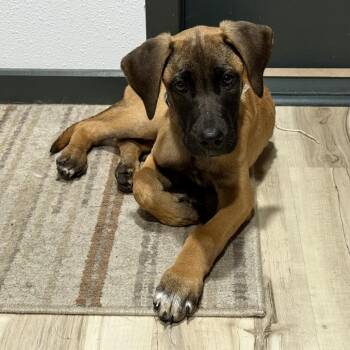 Maeve -  Mixed Breed Dog for Adoption in Bismarck, North Dakota - Maeve | PetCurious