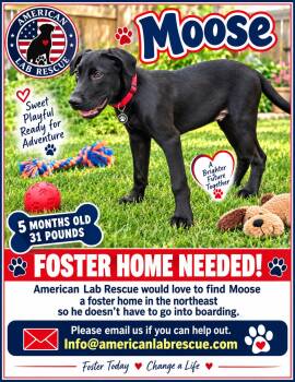 Moose - Foster Needed -  Black Labrador Retriever Dog for Adoption - Moose - Foster Needed | PetCurious