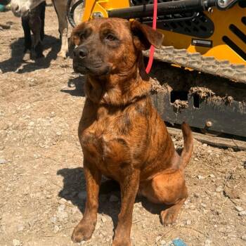 Mixed Breed Dogs Available for Adoption - Mei Mei | PetCurious