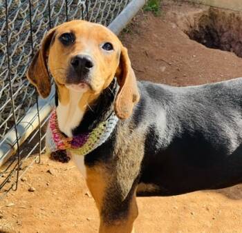 Rescue Mountain Cur and Mixed Breed Dogs for Adoption in Seneca, South Carolina - Mira $85 Fostered | PetCurious