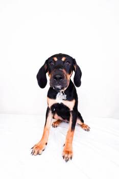 Carmen -  Catahoula Leopard Dog and Hound Dog for Adoption in Bixby, Oklahoma - Carmen | PetCurious