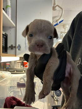 Rescue Pit Bull Terrier Dogs for Adoption in New York, New York - Samuel (GA) | PetCurious