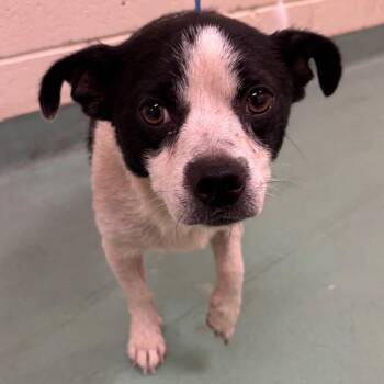 Nud -  Mixed Breed Dog for Adoption in Memphis, Tennessee - Nud | PetCurious