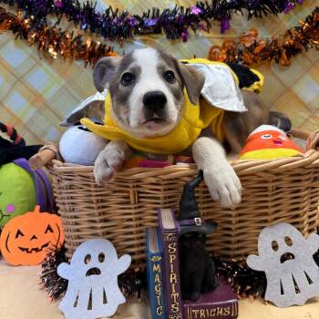 Naveen -  Border Collie and Mixed Breed Dog for Adoption in Goleta, California - Naveen | PetCurious