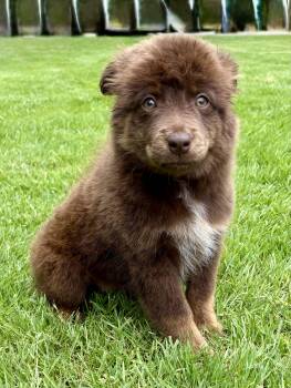 English Shepherd and Border Collie Dogs Available for Adoption in New Baltimore, Michigan - Hugo | PetCurious