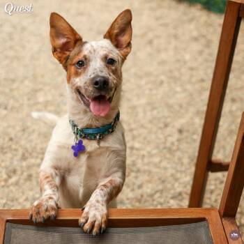 Quest -  Cattle Dog and Basset Hound Dog for Adoption in Hopkinton, Massachusetts - Quest | PetCurious