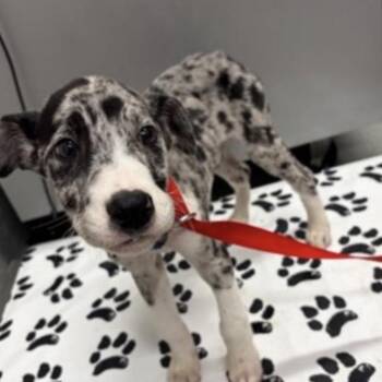 FWT Marble -  Australian Cattle Dog Blue Heeler and Great Dane Dog for Adoption in Midland, Texas - FWT Marble | PetCurious