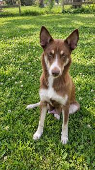 Missy -  Husky Dog for Adoption in Sumter, South Carolina - Missy | PetCurious