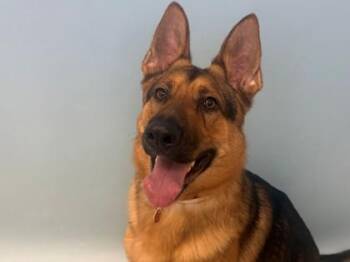 Roc -  German Shepherd Dog and Mixed Breed Dog for Adoption in Woodbury, Minnesota - Roc | PetCurious