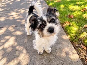 Mylo Parker (B & W) -  Shih Tzu and Yorkshire Terrier Dog for Adoption in Lodi, California - Mylo Parker (B & W) | PetCurious