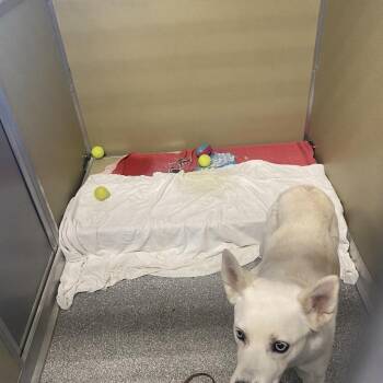 Willow -  German Shepherd Dog and Husky Dog for Adoption in Durango, Colorado - Willow | PetCurious