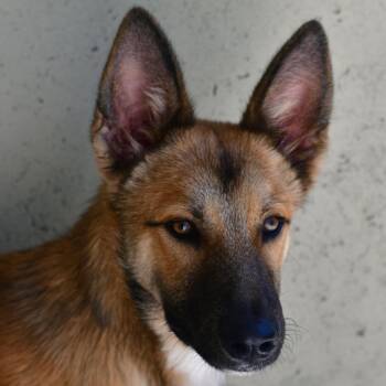 Milo -  Shepherd and Mixed Breed Dog for Adoption in Ottawa, Kansas - Milo | PetCurious